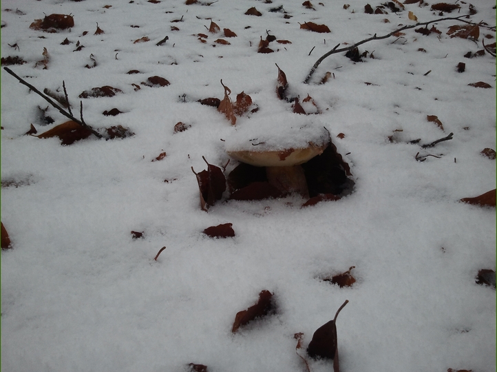 Piero, la neve, i funghi...